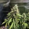 Amnesia Haze Auto Samen feminisiert (Barney's Farm)