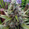 Amnesia Mac Ganja (Kera Seeds) Cannabis-Samen