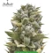 Autopilot Harvest Bundle #1: 3x3 seeds (Mixed)