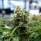 Blue Cheese (Expert Seeds) Cannabis-Samen