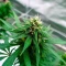 Edam Bomb (Cheese Bomb) (Bomb Seeds) Cannabis-Samen