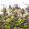 G.S. Cookies feminisierte Samen (Humboldt Seed Company)