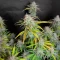 HubbaBubbaHaze Auto feminisierte Samen (Mephisto Genetics)