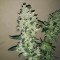 Shogun (RQS) Cannabis-Samen