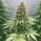 Skunk (Zambeza Seeds) Cannabis-Samen