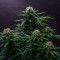 Strawberry Lemonade feminisierte Samen (Barney’s Farm)