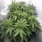 White Panther (White Snurf) (Ceres Seeds) Cannabis-Samen
