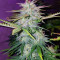 Wedding Cake (Cali Buds Seeds) Cannabis-Samen