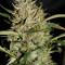 Auto Banana Blaze (Dutch Passion) Cannabis-Samen