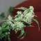 Berry Ryder Auto (Auto Seeds) Cannabis-Samen