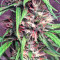 Bruce Banner #3 (Big Head Seeds) Cannabis-Samen