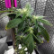 Chemdawg #4 (Big Head Seeds) Cannabis-Samen
