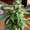 Durban Regular (CannaBioGen) Cannabis-Samen