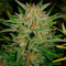 Fast & Vast Auto (Heavyweight Seeds) Cannabis-Samen