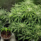 Gorilla Cookies (Big Head Seeds) Cannabis-Samen