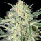 Hawaiian Punch (Sagarmatha Seeds) Cannabis-Samen