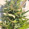 King's Banner regular (Dark Horse Genetics) Cannabis-Samen