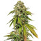 Kosher Sorbet (DNA Genetics) Cannabis-Samen