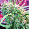 Malawi Breeders Pack regular (Ace Seeds) Cannabis-Samen