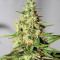 Master Kaze Regular (Mr. Nice Seedbank) Cannabis-Samen