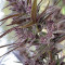 Panama Haze (Ace Seeds) Cannabis-Samen