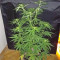 Panama cannabis strain