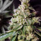 Ripper badazz (Ripper Seeds) Cannabis-Samen
