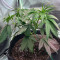 Skywalka Ghost Kush (Big Head Seeds) Cannabis-Samen