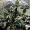 Sour Tangie (Reserva Privada) Cannabis-Samen