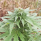 Super Skunk Autoflower (Seedstockers) Cannabis-Samen