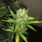 Tangie'matic Auto feminisierte Samen (Fast Buds)