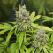 Trainwreck (Humboldt Seeds Organization) Cannabis-Samen