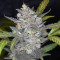 Wedding Cake Auto (Original Sensible Seeds) Cannabis-Samen