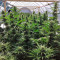 Zamaldelica (Ace Seeds) Cannabis-Samen