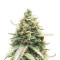 Berry Bomb Auto (Bomb Seeds) Cannabis-Samen