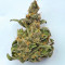 Big Bomb Auto (Bomb Seeds) Cannabis-Samen