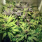 Blue Pyramid (Pyramid Seeds) Cannabis-Samen