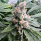 Critical Daddy (BlimBurn Seeds)