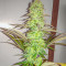 Eleven Roses Early Version feminisierte Samen (Delicious Seeds)