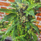 Pumpkin Kush regular (RQS) Cannabis-Samen