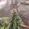 LSD-25 Auto (Fast Buds) Cannabis-Samen zu verkaufen