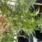 Gelato Auto Cannabis-Samen Kaufen