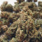Stardawg Auto (Fast Buds) Cannabis-Samen zu verkaufen