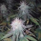 Money Bush Cannabis-Samen Kaufen