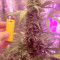Fast & Vast Auto (Heavyweight Seeds) Cannabis-Samen zu verkaufen