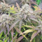 Wedding Cake Auto (Barney's Farm) Cannabis-Samen zu verkaufen
