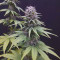 Kaufe CBG-Force (Dutch Passion) Cannabis-Samen