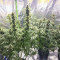 Durban Poison (Dutch Passion) Cannabis-Samen zu verkaufen