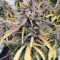 Wedding Cake Auto (Original Sensible Seeds) Cannabis-Samen zu verkaufen