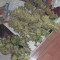 BCN Power Plant Cannabis-Samen Kaufen